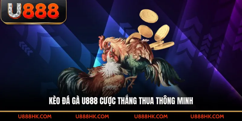 Kèo đá gà U888 cược thắng thua thông minh